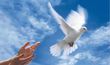 colomba della pace